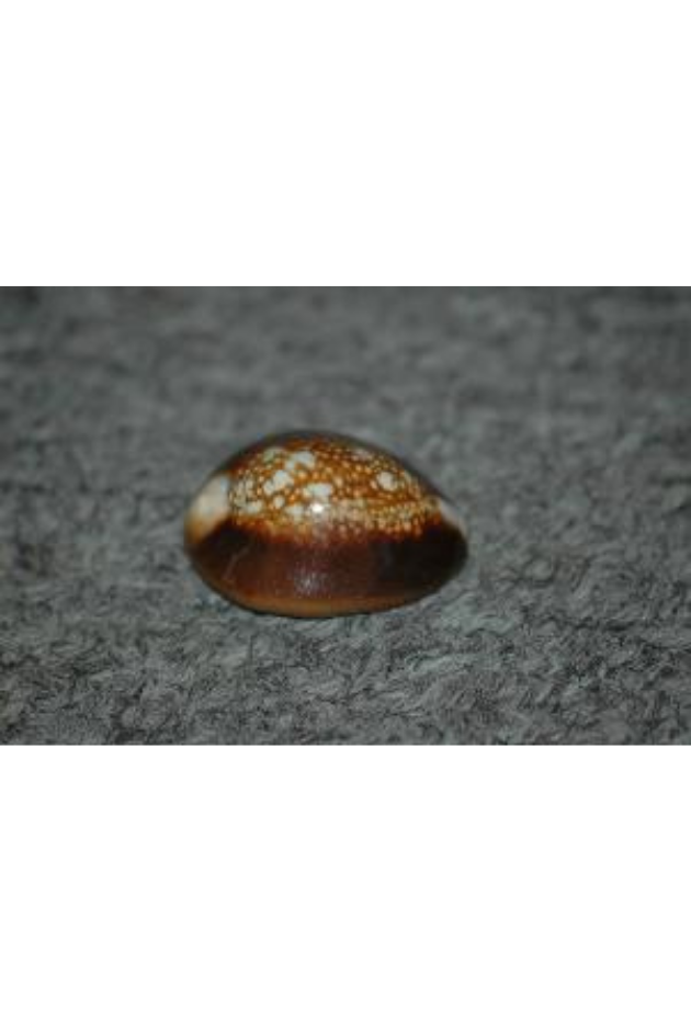 Cypraea Caputserpentis, Philippines