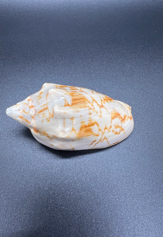 Polished Voluta Verpertillo, Philippines