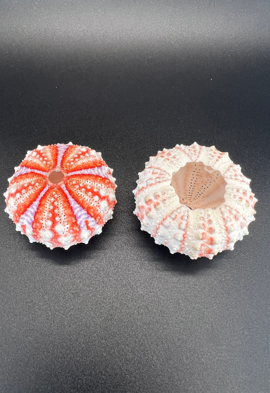 Velarde Urchin, Philippines