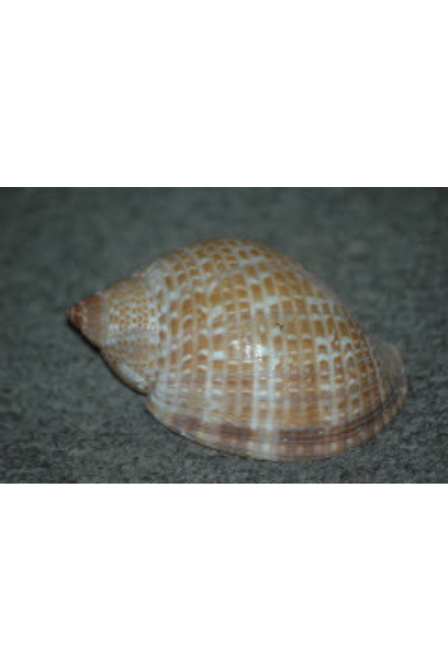 Tonna Perdix, Philippines