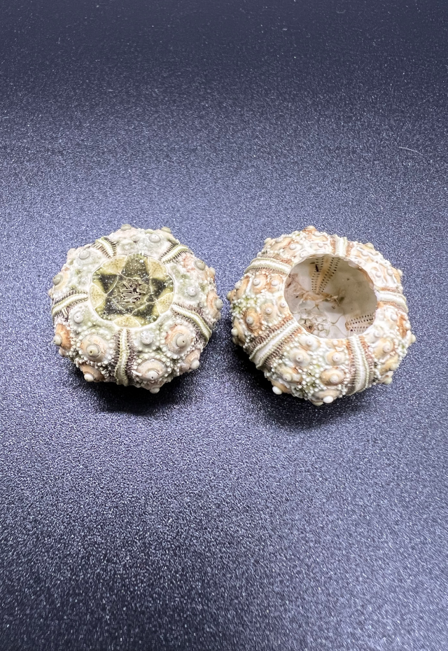 Sea Urchin Test, Plococidaris Verticillata, Philippines