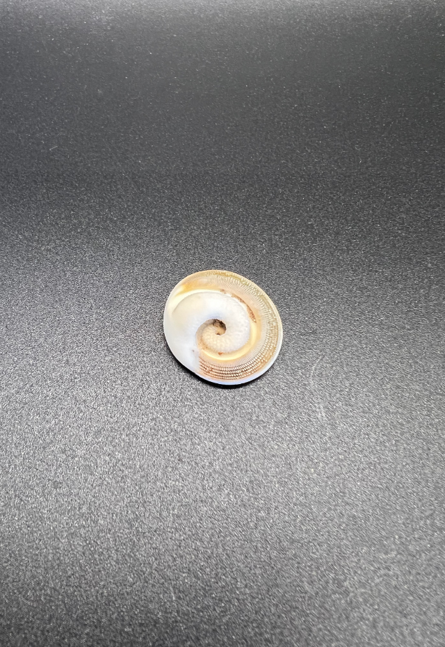 Operculum Turbo Fluctuosa, Philippines