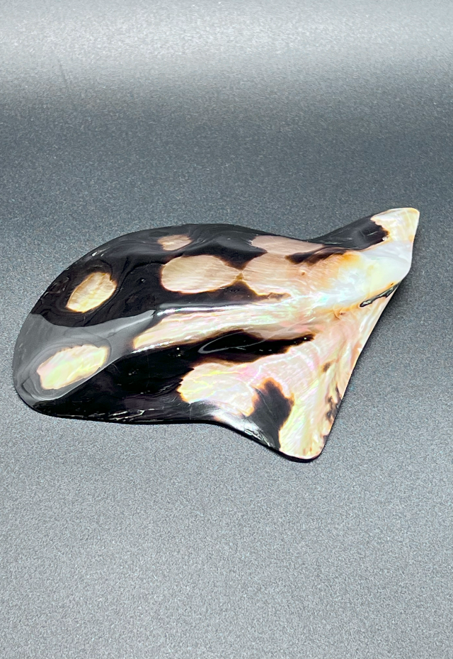 Pearlized Brownlip, Philippines