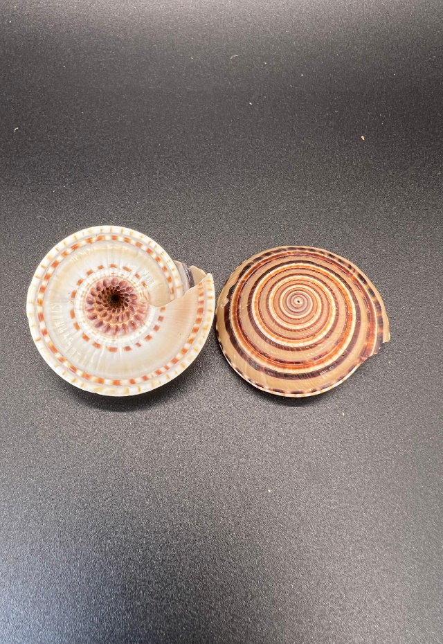 Architectonica Perspectiva, Philippines