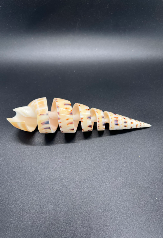 Terebra Maculata Slice from Philippines