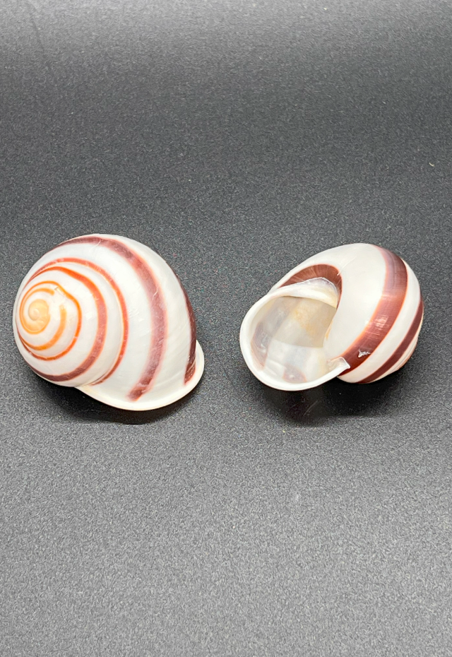 Helicostyla Polilensis, Philippines