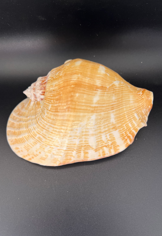 Strombus Latissimus, Philippines