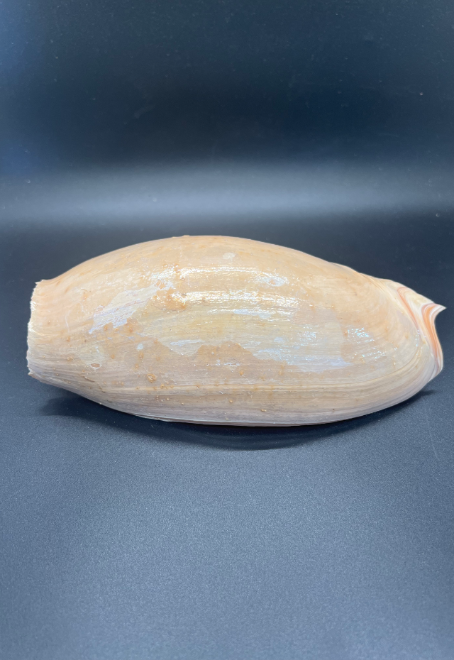 Cymbium Glans, Senegal