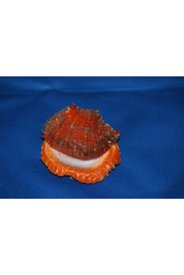 Spondylus Calcifer, Red with Orange Lip, Panama