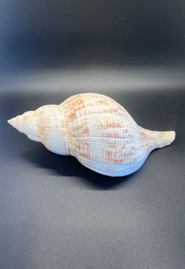 Fasciolaria Tulipa, Bahamas