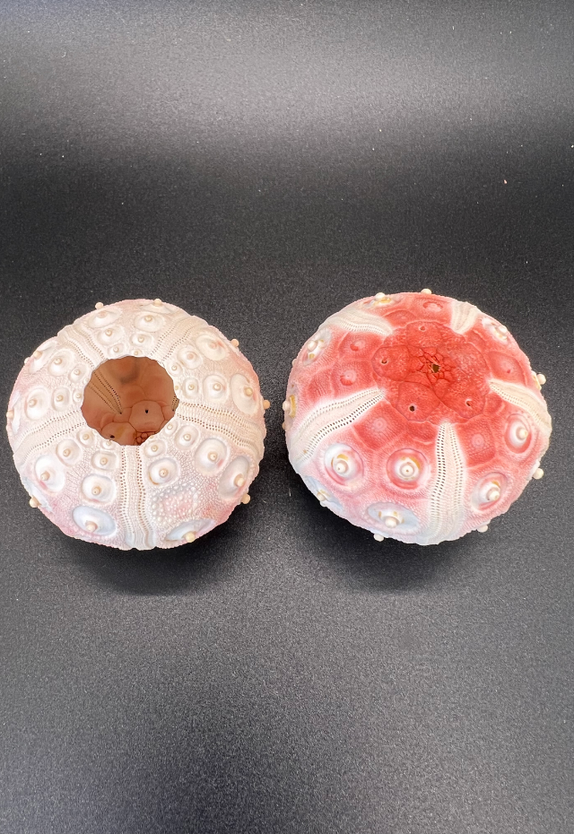 Pink Sea Urchin, Philippines (Etchinothrix Mathae)