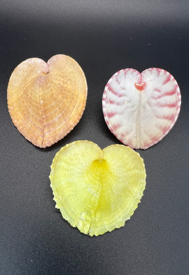 Cardium Cardissa, Colored, Philippines