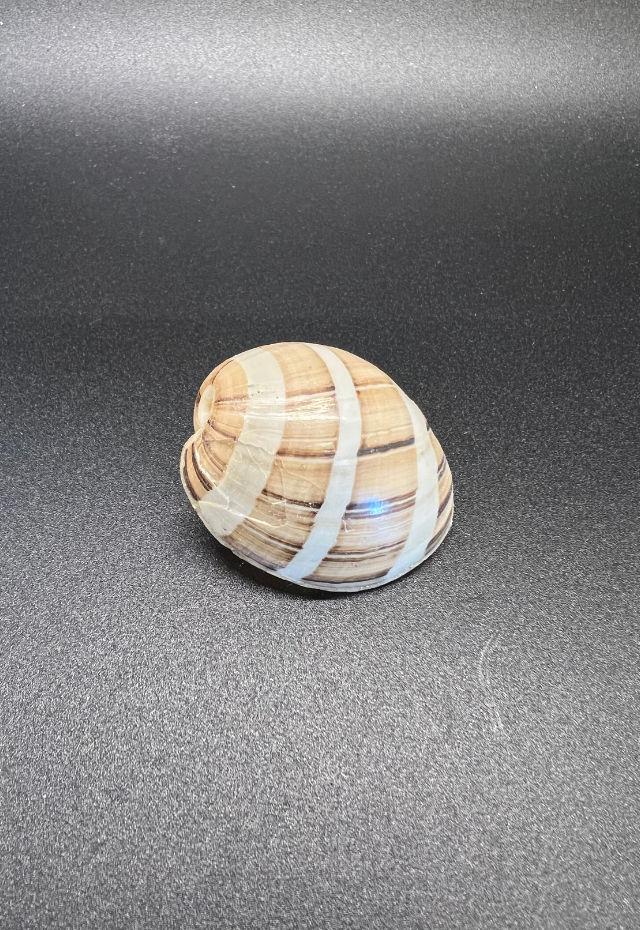 Hydatina Albocincta, Philippines