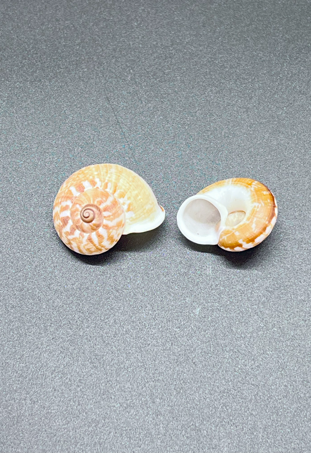 Cyclophorus Woodianus, Philippines