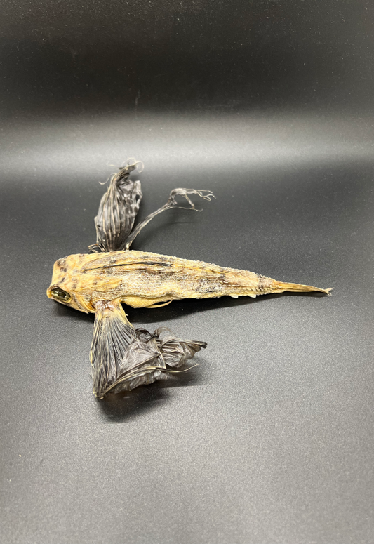 Sea Robin Fish, Philippines