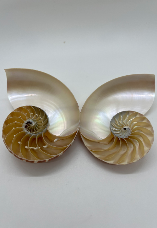 Natural Split Nautilus Pompilius, Philippines