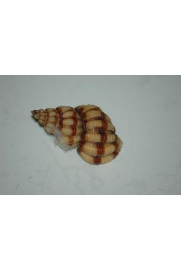 Cancellaria Mercadoi, Philippines