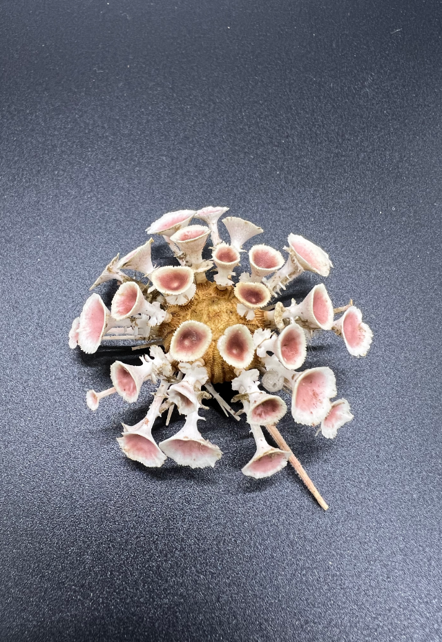 Umbrella Urchin, Philippines (Goniocidaris Clypetea)