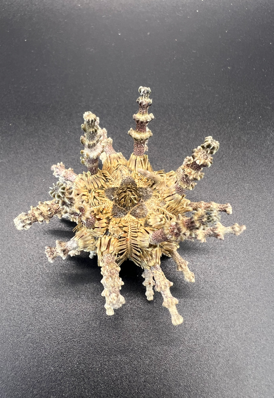 Screw Sea Urchin, Philippines (Plococidaris Verticillata)