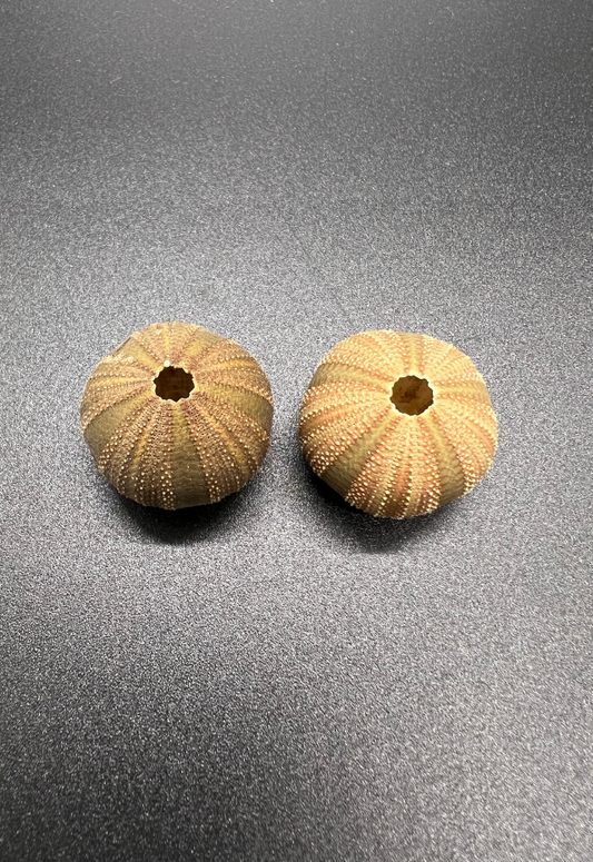 Sea Urchin Test (Salmacis Belli), Philippines