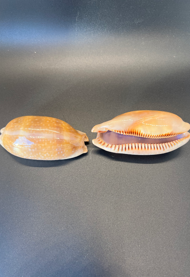 Cypraea Cervinetta, Mexico