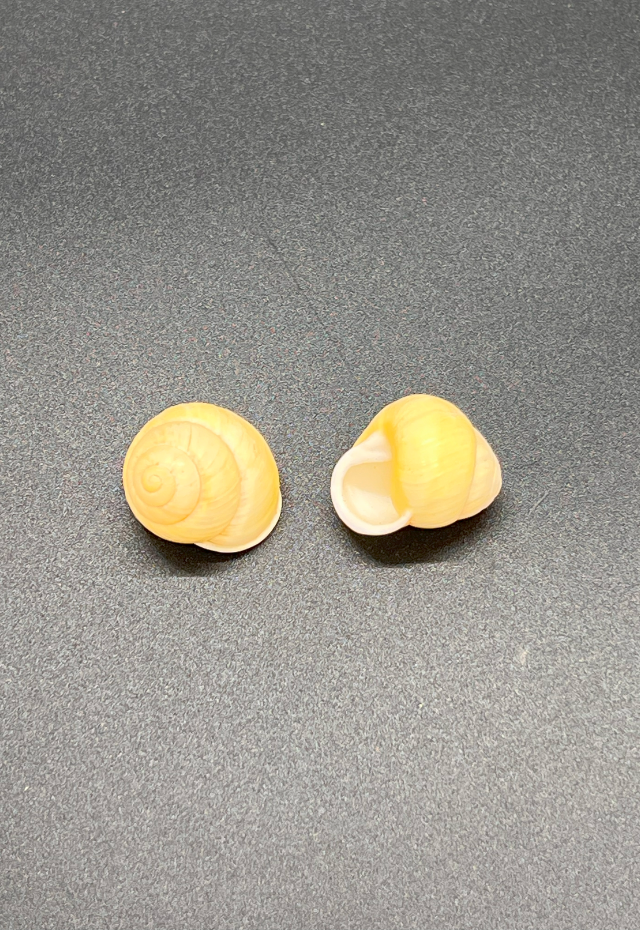 Helicostyla Buschi, Philippines