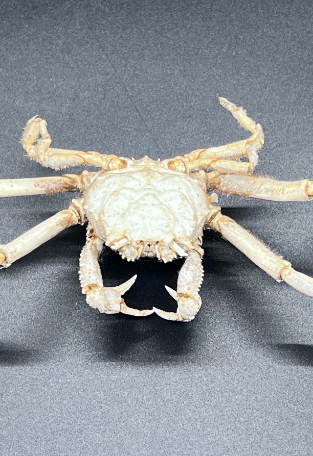 Dorripe Sinica, Philippines