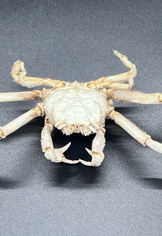 Dorripe Sinica, Philippines