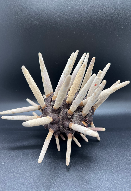 Spudnik Urchin, Phyllacanthus Imperialis, Philippines