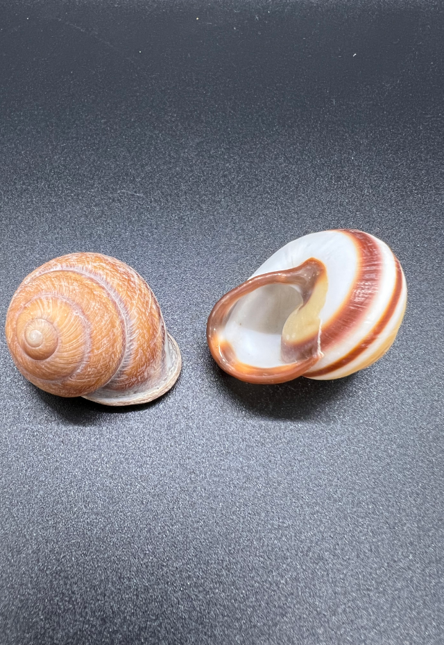 Helicostyla Monochroa, Philippines