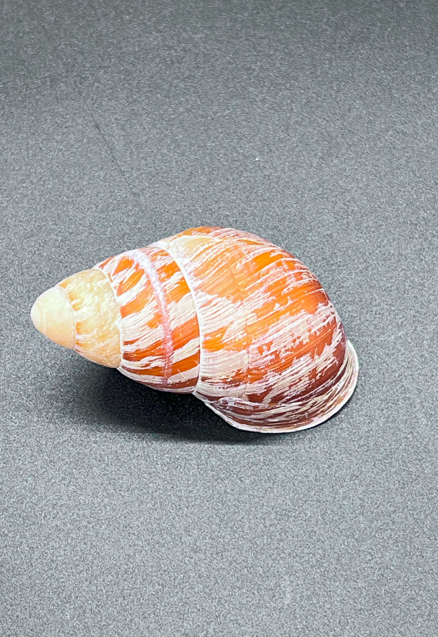 Helicostyla Mindoriensis, Philippines