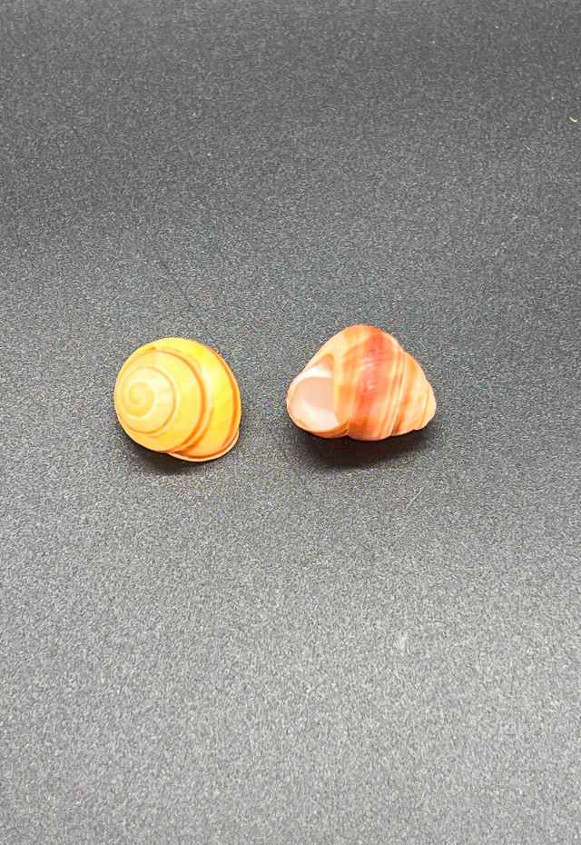 Helicostyla Annulata, Philippines