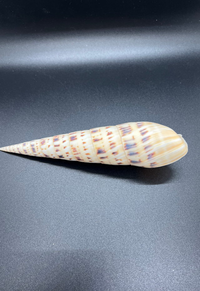 Terebra Maculata, Philippines