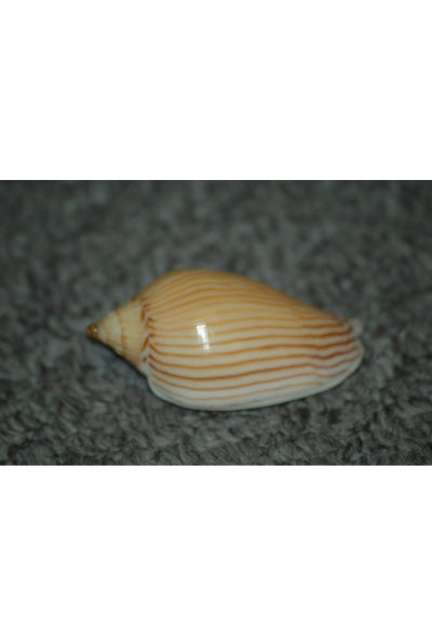 Voluta Zebra, Australia