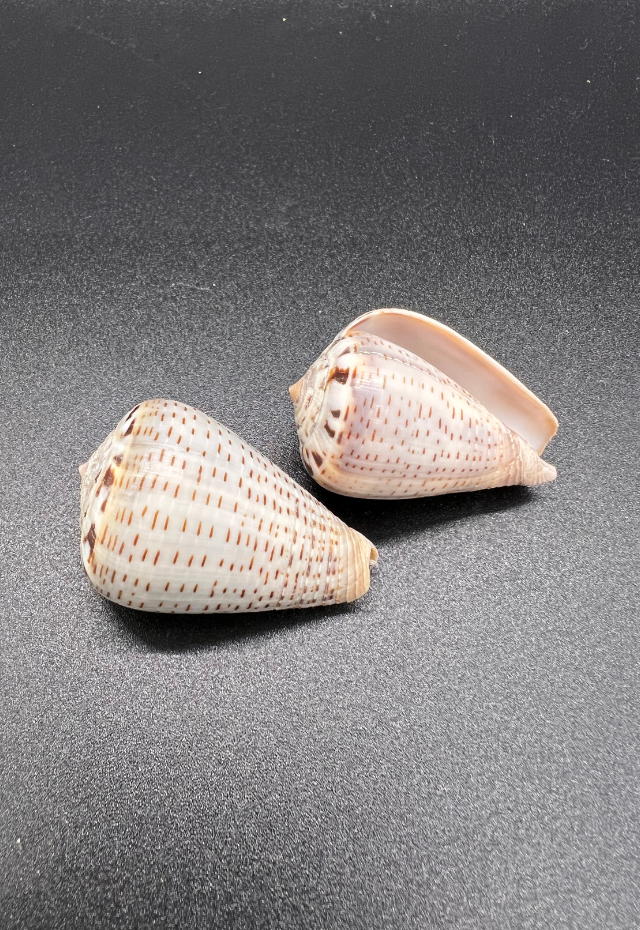 Conus Glaucus, Philippines