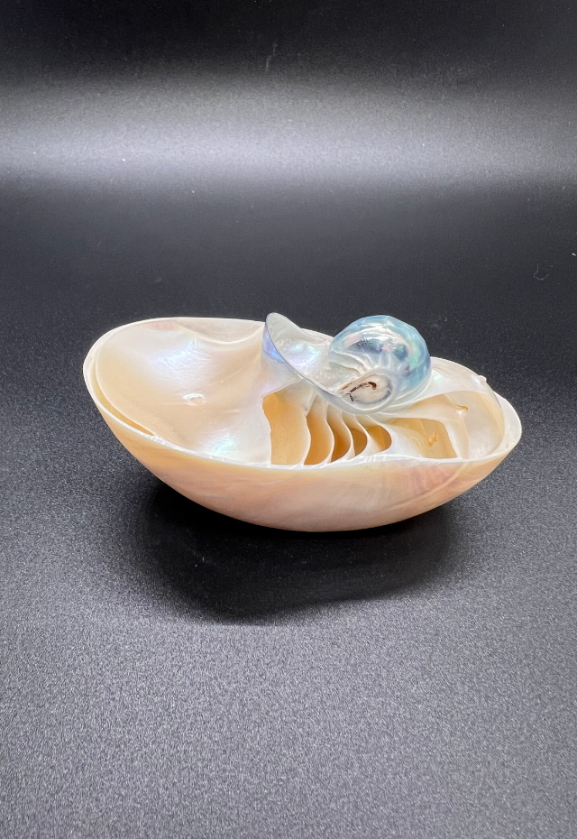 Nautilus Boat Pearlized, Philippines