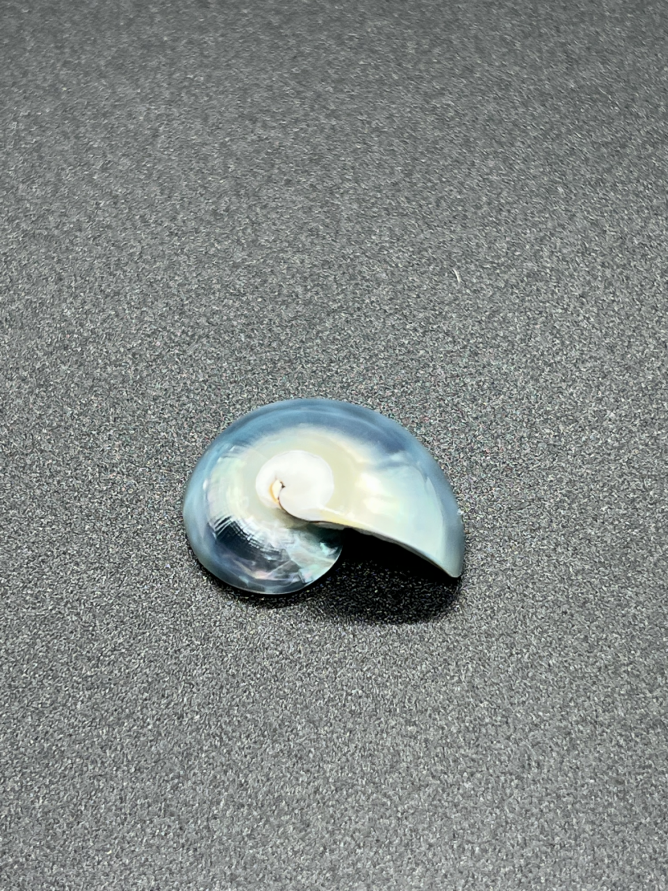 Nautilus Half-Cut TIGER EYE Blue Pairs