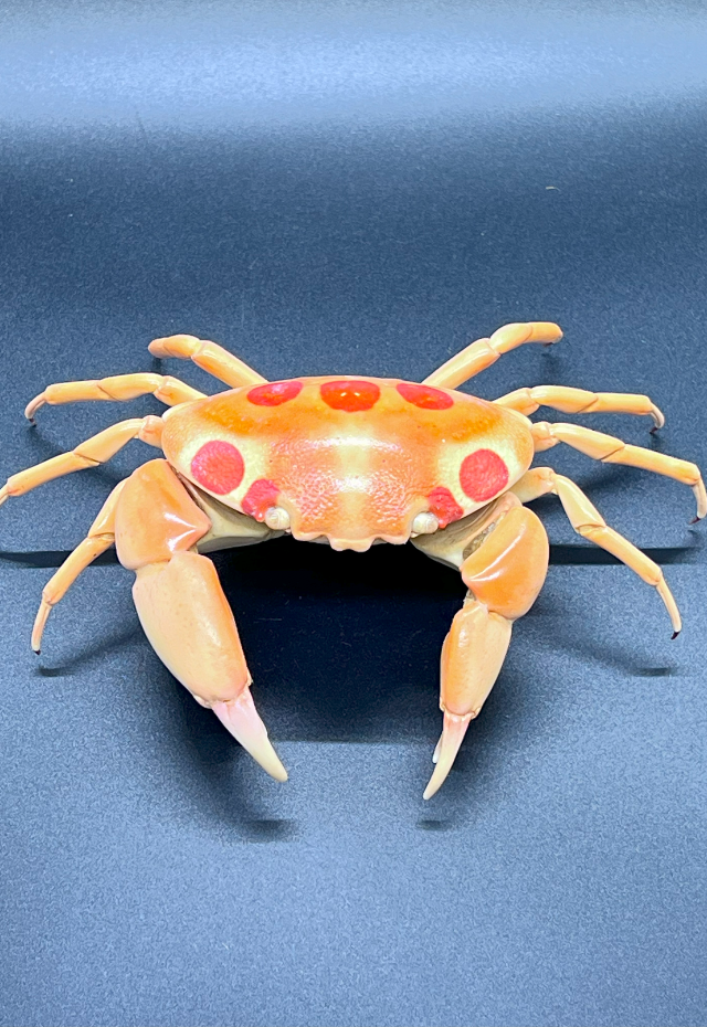 Carpillus Maculatos, Philippines