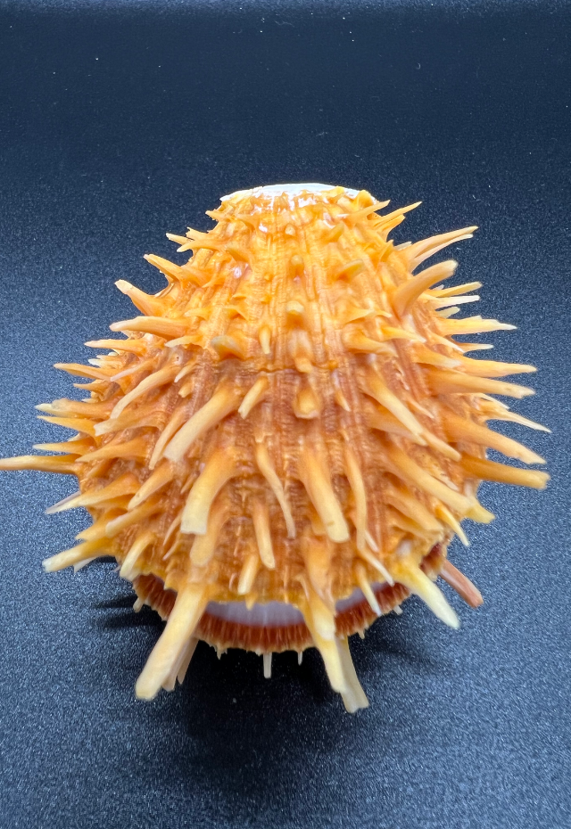 Spondylus Barbatus (Orange), Philippines