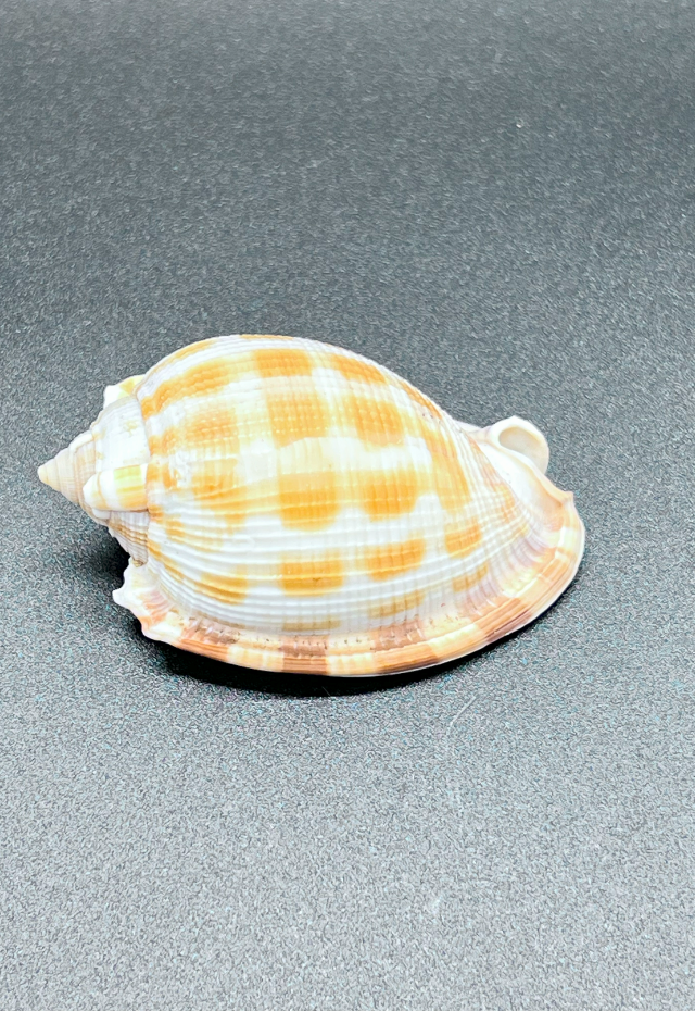 Cassis Decussata, Taiwan