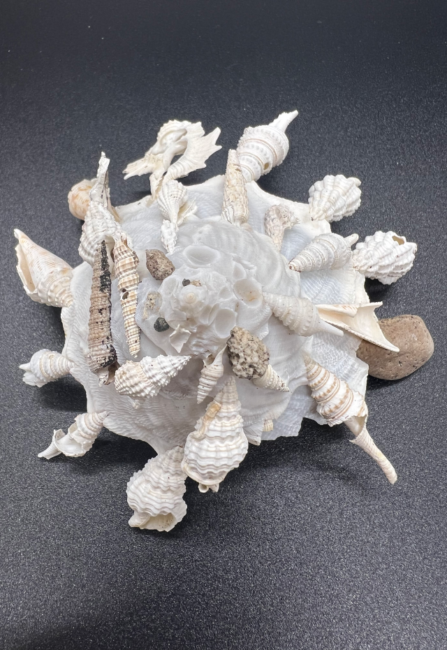 Xenophora Pallidula, Philippines