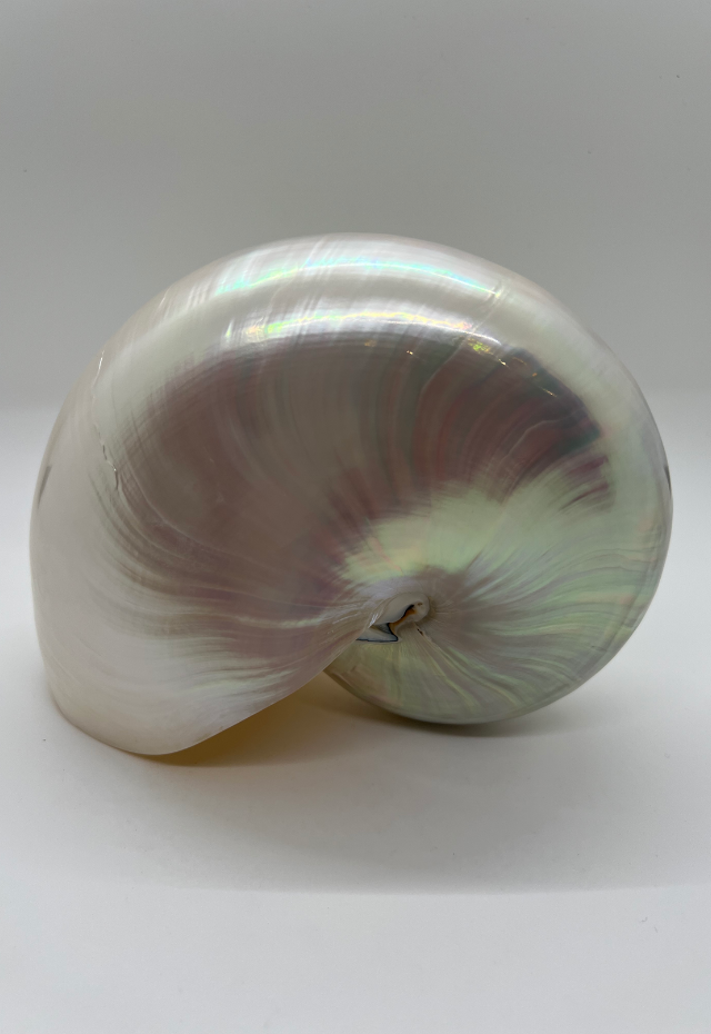 Pearlized Nautilus Pompilius, Philippines