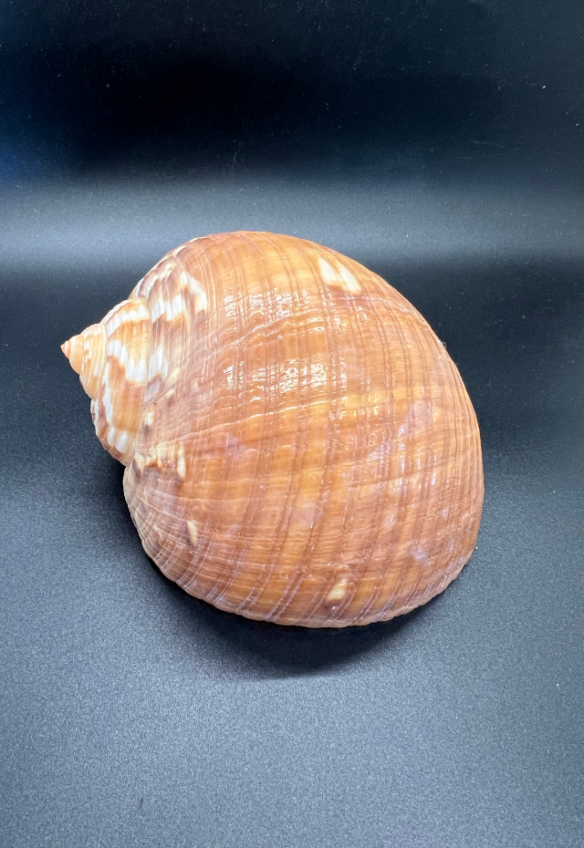 Tonna Cumingii, Philippines