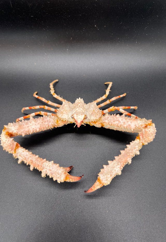 Spider Crab, Philippines (Lambrus Spinimanus)