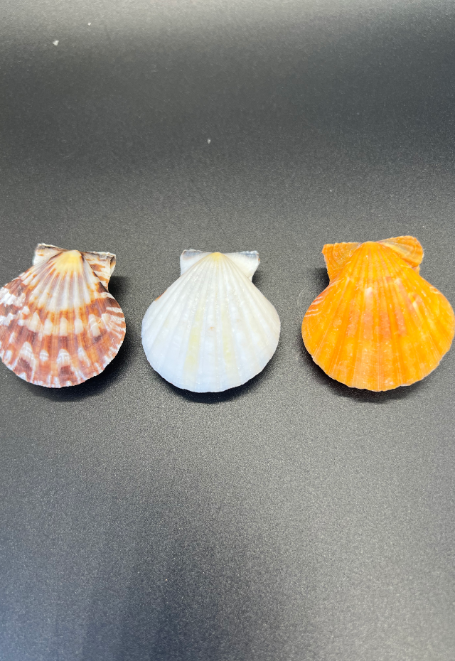 Pecten Vexillum, Philippines