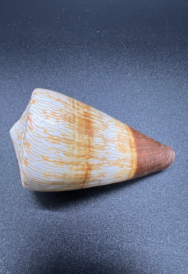 Conus Miles, Philippines