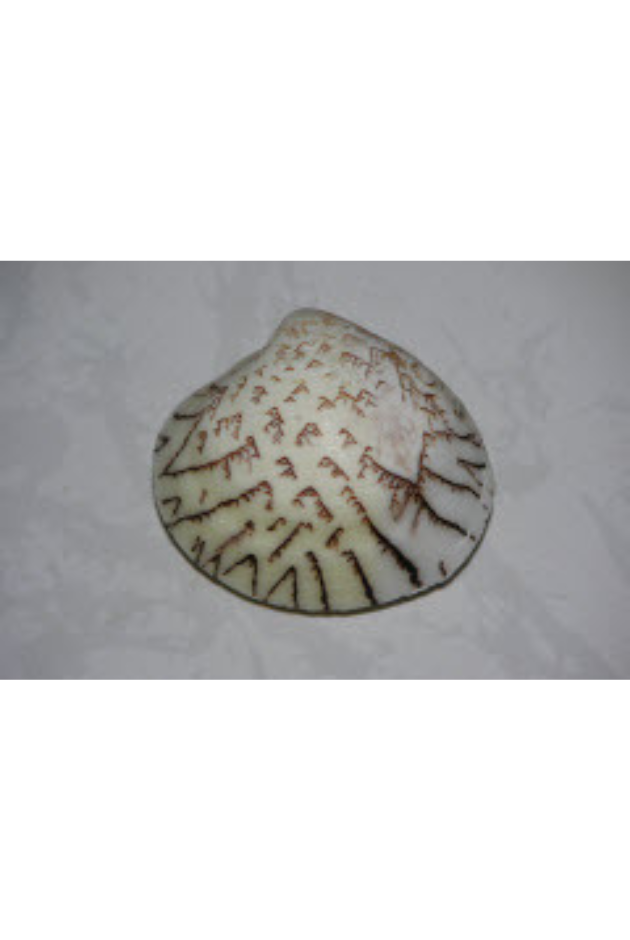 Lioconcha Tigrina, Philippines