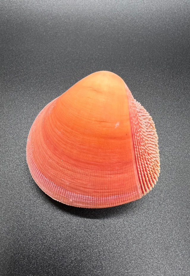 Cardium Beechei, Philippines