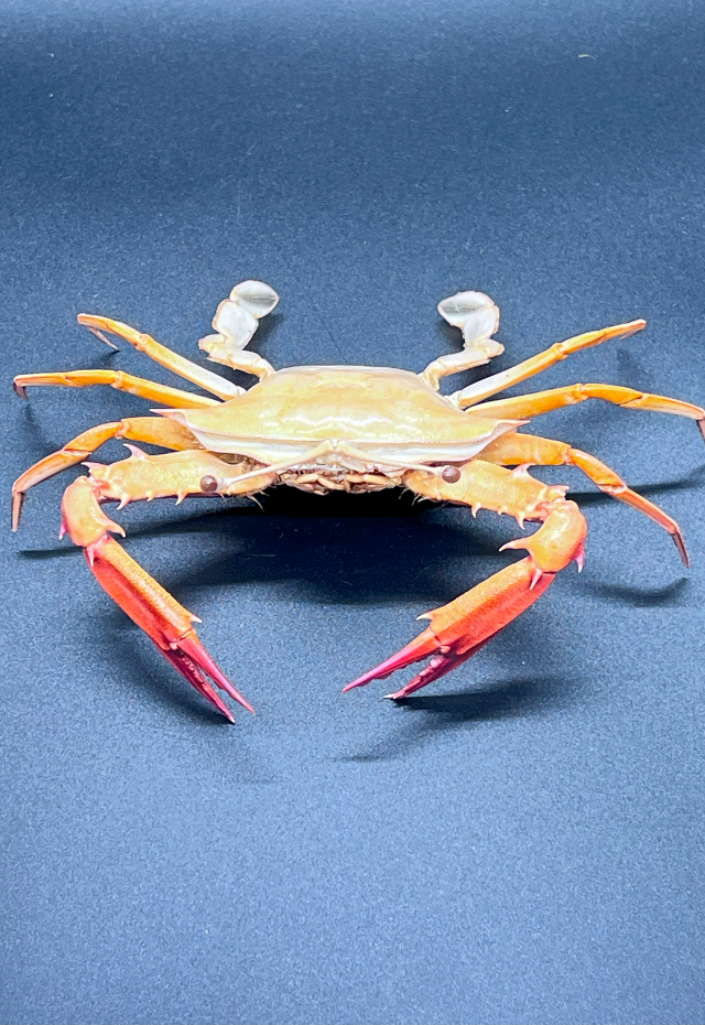 Pedophtalmus Vigil, Philippines