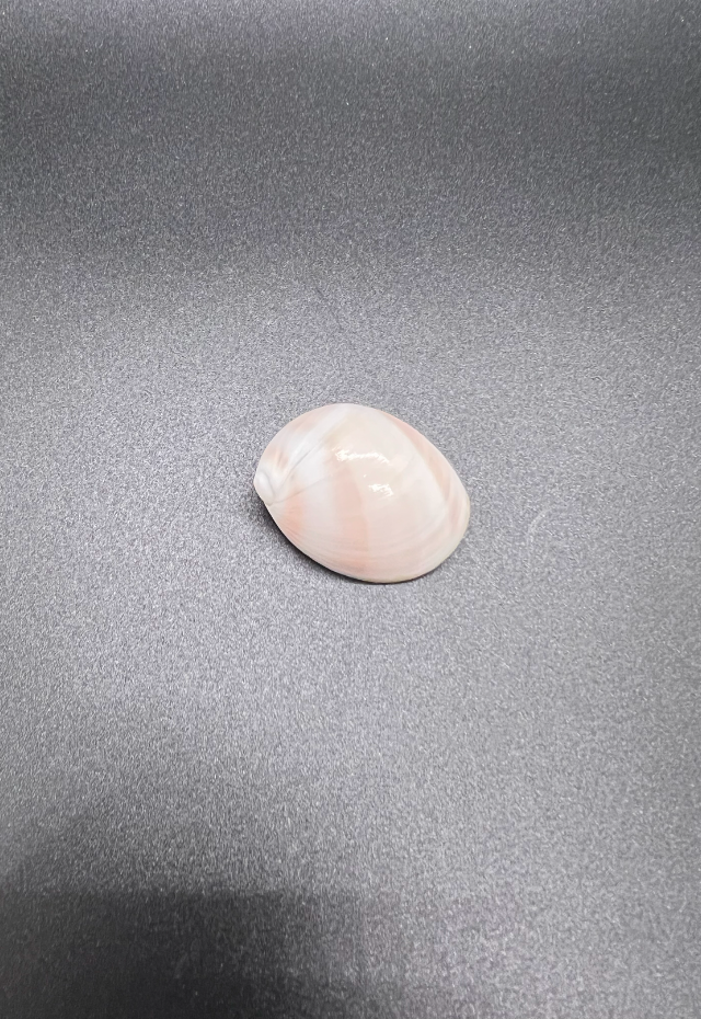 Polinices Melanostumus, Philippines